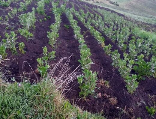 Alimentos Buenos en Casa (ABEC) en la Ilaló